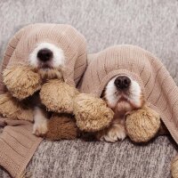 Entspannte Hunde im Alltag