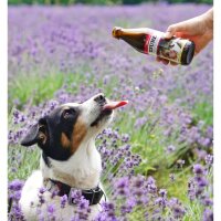 TJURE Hundesmoothie - Rind & Kartoffel - SparAktion 10+2 | Getreidefrei | leichte Verdauung