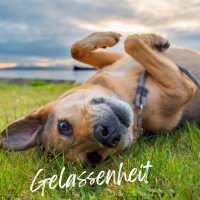 TJURE - Mönchspfeffer Liquid - 1500 ml  | Hormonbalance für glückliche Hunde |  bei Läufigkeit | Scheinträchtigkeit